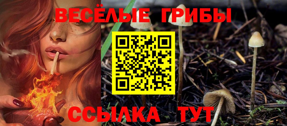 Псилоцибиновые грибы GOLDEN TEACHER  Вход с VPN  Курчалой  где можно купить наркотик  Псилоцибиновые грибы мухоморы 
